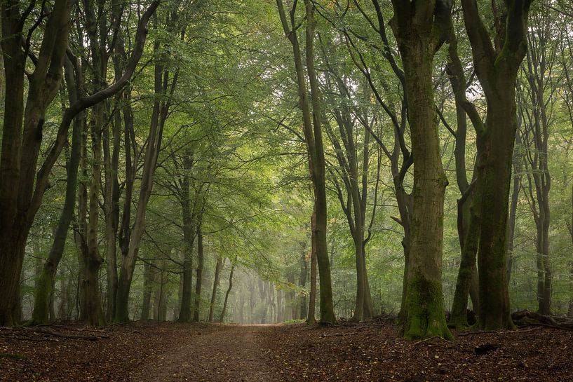 Mystry by Jan Koppelaar Fotografie