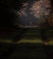 In the first sunlight