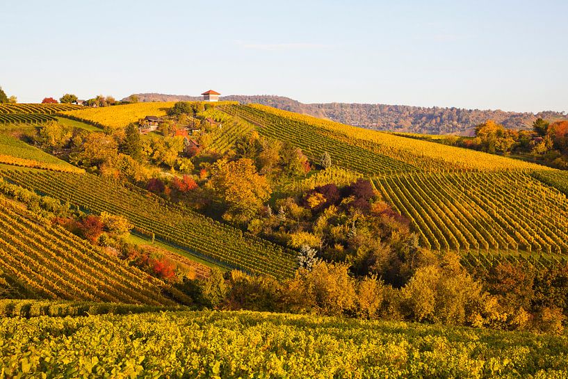 Vignes à Stuttgart en automne par Werner Dieterich
