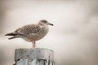 Seagull on bollard in the port of Oudeschild at Texel 