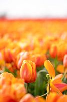 Orange tulip in a field