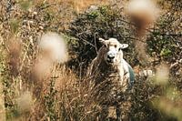 Neugierige Schafe im Wald mit schönen Herbstfarben