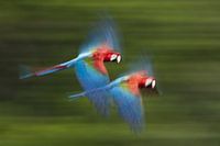 Grünflügelara im Flug