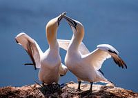 Ehepaar Jan van Gent