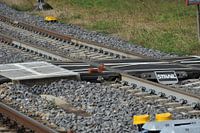 écureuil traversant