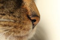 cat's nose