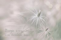 Gele morgenster pluizen