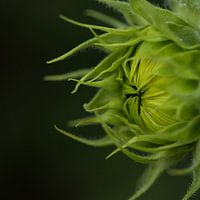 zonnebloemknop, vierkant