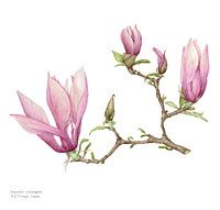 Botanischer aquarellist Magnolia soulangeana, Biberbaum