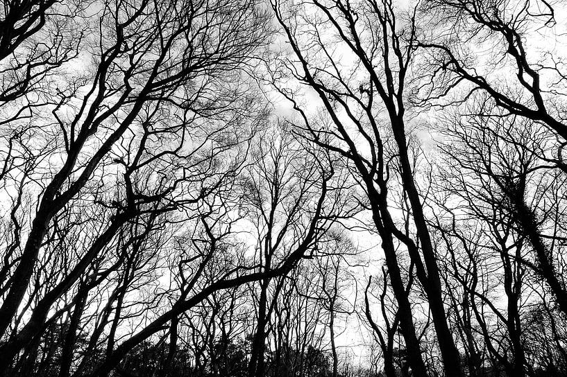 Grillig lijnenspel by Bob Bleeker