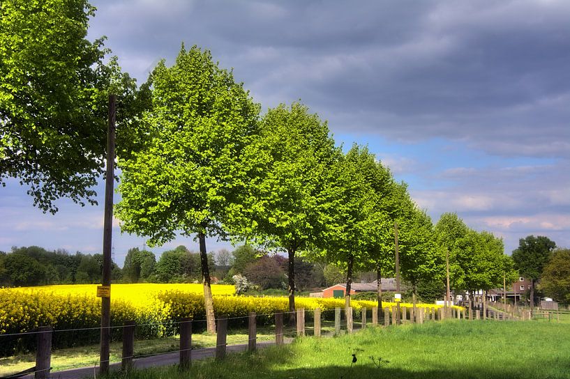 Rape field with row of trees by Edgar Schermaul
