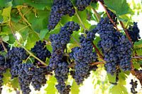 Red wine grapes on the vine