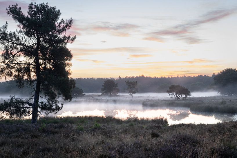 Maasduinen kurz vor Sonnenaufgang mit Nebel von Tim Lecomte
