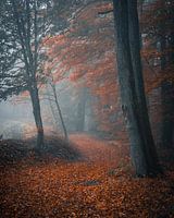 Mystieke sfeer in het bos