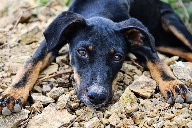 Curaçao - Hund von Rowenda Hulsebos
