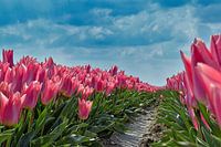 Tulipfield