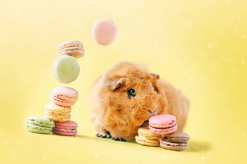 Macarons de cochon d'Inde par Marloes van Antwerpen