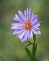 Aster mit Tautropfen
