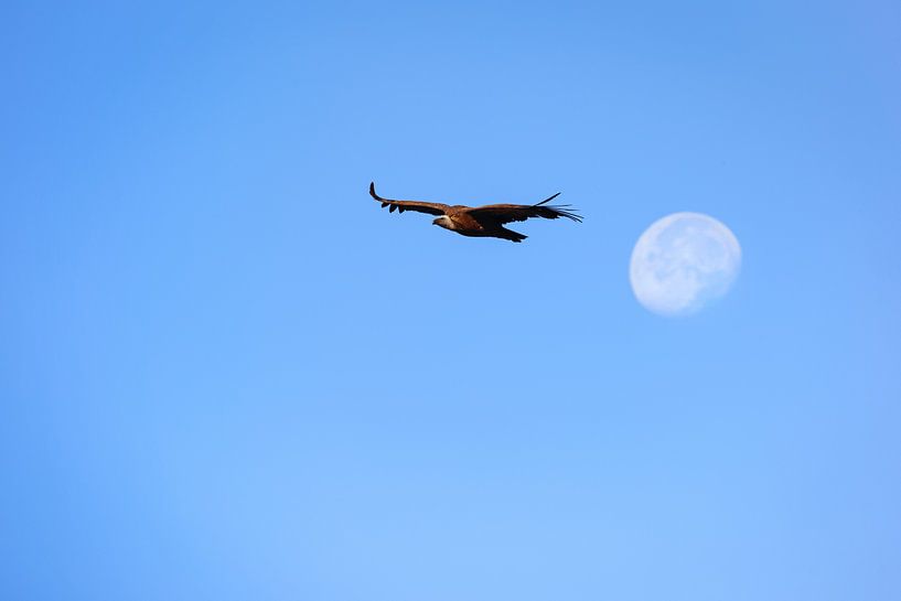 Griffon vulture flying for the rising moon. by Wout Kok
