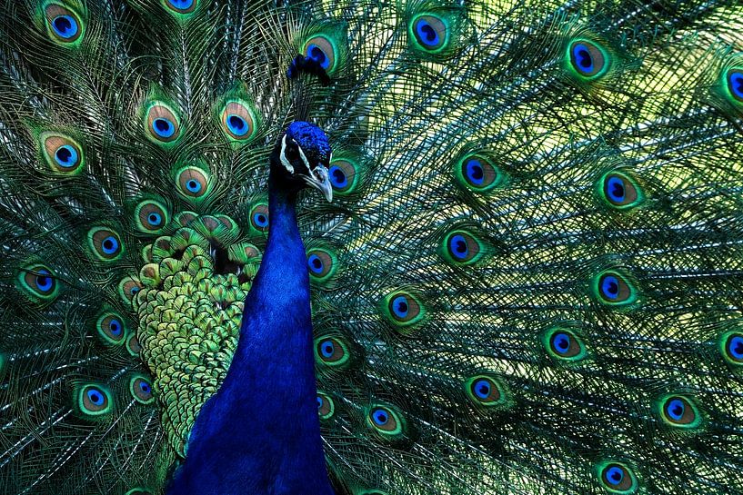 Le paon exhibe son magnifique plumage par Francis Dost