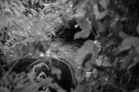 Gorille à dos argenté, Ouganda, noir et blanc