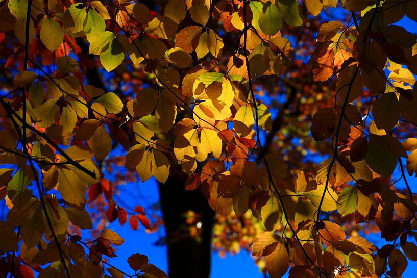 Beech by Thomas Jäger