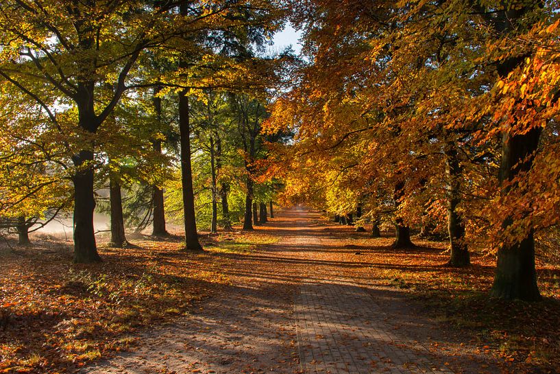 Herfst op de Lemelerberg von Charlene van Koesveld