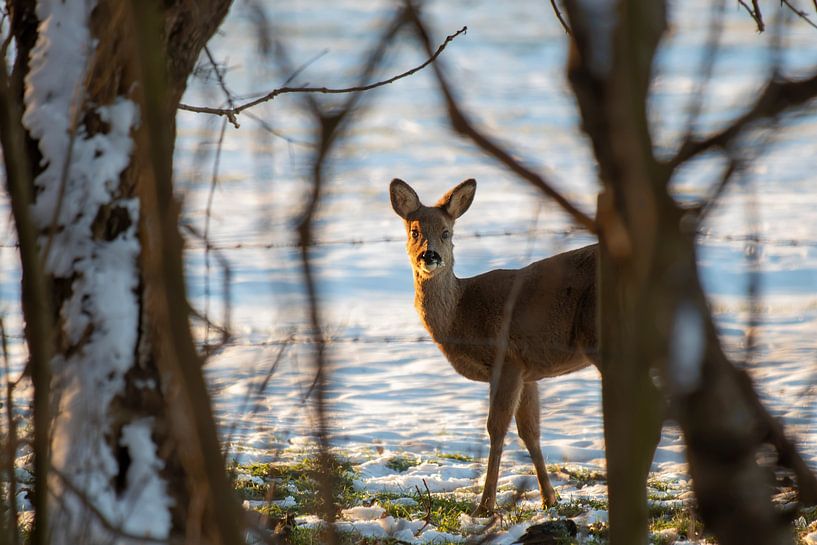 Ree dans la neige par Bas Ronteltap