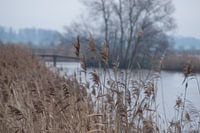 View hole of the ham