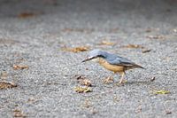 Ein Kleiber fand einen Maikäfer auf der Straße