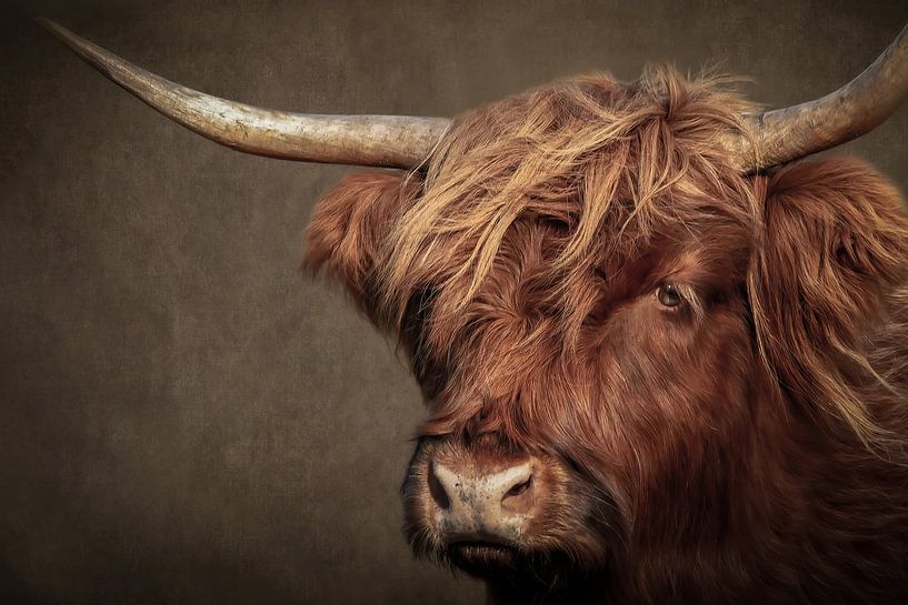 Portrait d'un Highlander écossais : gros plan sur la tête en brun par By Marjolein Design
