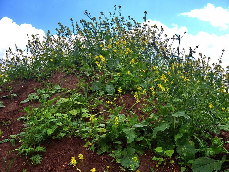 Rapsblüten von Edgar Schermaul