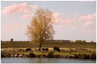 Sur les traces d'Albert Cuyp