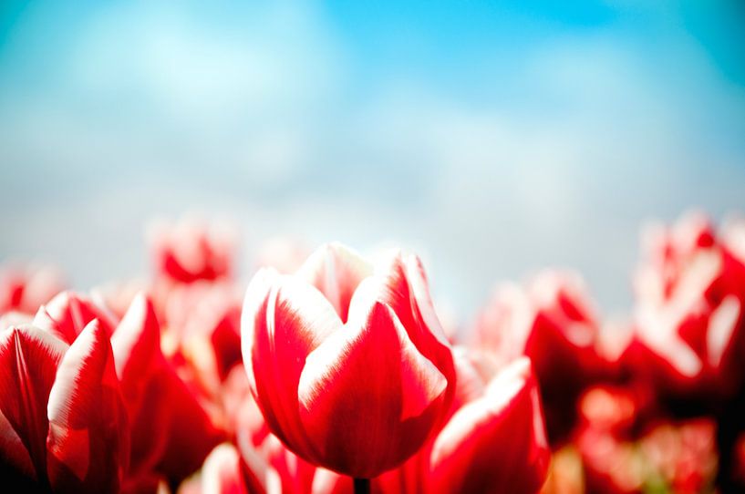 Tulipe rouge par Saskia Staal
