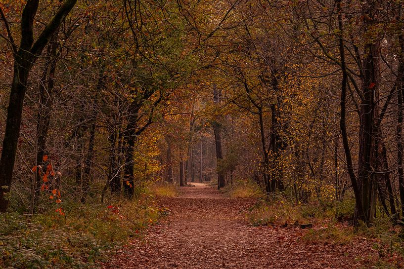 Herbstliche Farben im Mastbos von Ingrid Aanen