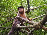 Singe dans le sanctuaire des singes
