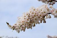 Fleur de cerisier Sakura