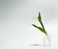 bloeiende lelietjes-van-dalen