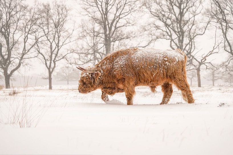 Schottischer Highlander im Schnee. von Albert Beukhof