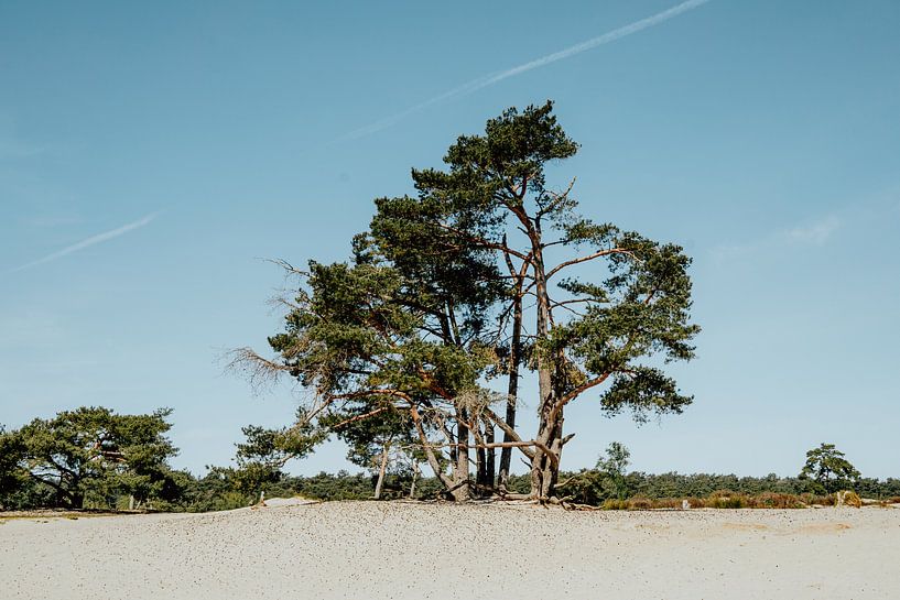 Soester Duinen on the Utrechtse Heuvelrug | Utrecht, Netherlands by Expeditie Aardbol