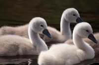 Swan Chick Close-Up: Adorable Photo of Three Swimming Cygnets
