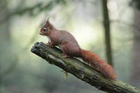 Eekhoorn geniet van het uitzicht