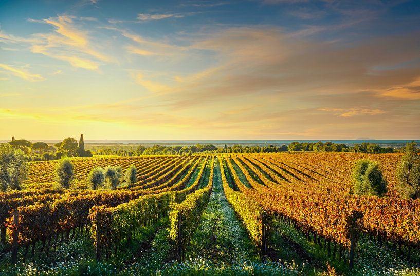 Bolgheri vineyards at sunset. Tuscany, Italy by Stefano Orazzini