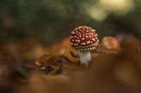Lesser fly agaric