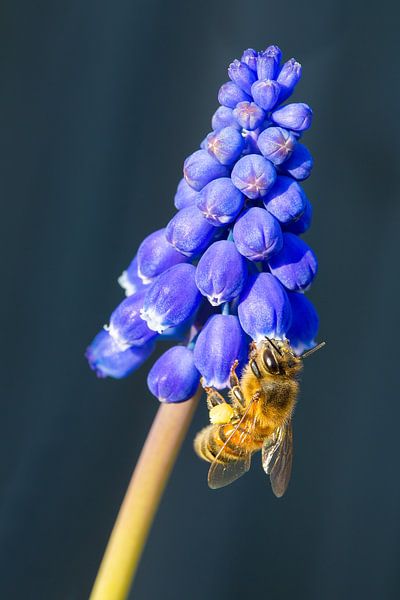Bee insect eating nectar on blue grape hyacinths flower by Ben Schonewille