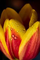 Blüte der Tulpe mit Wassertropfen