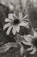 L'imperfection d'une fleur en photo de style vintage