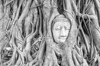 Buddhist statue in a tree in Ayutthaya