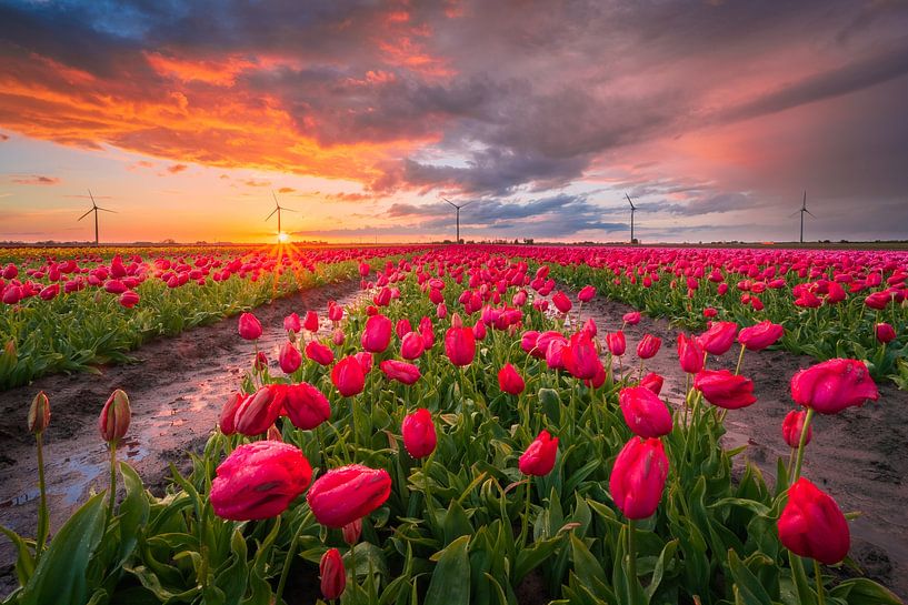 Bulb field with red tulips | Landscape photography | Sunset in Flevoland by Marijn Alons