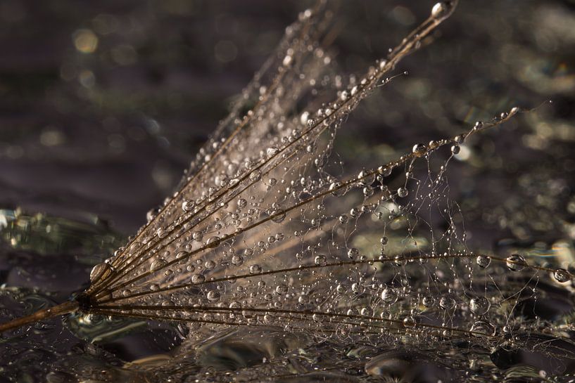 Der gefallene Fussel von Marjolijn van den Berg